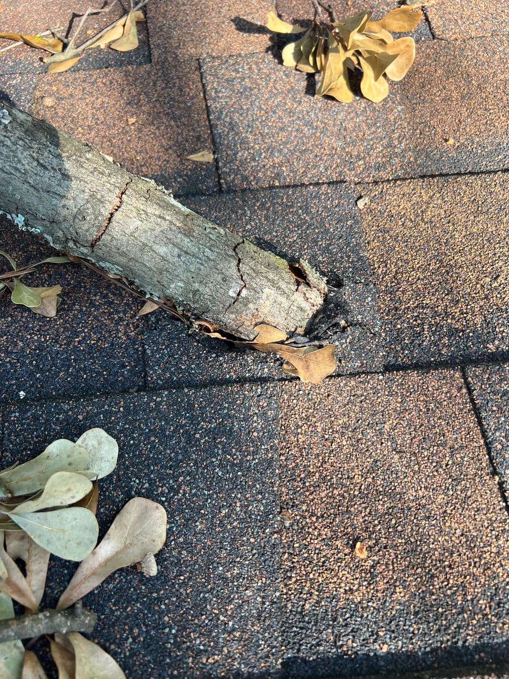 Branch on a roof with brown leaves, indicating potential roof damage and debris.